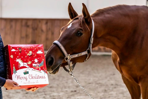 Calendario Dell' Avvento per cavalieri e amazzoni