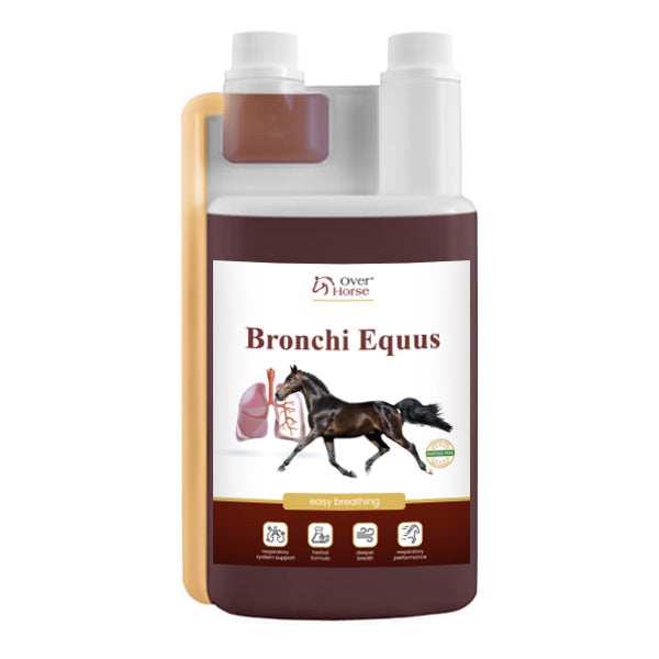 Bronchi Equus